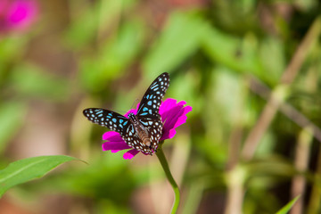Beautiful butterfly on leaf