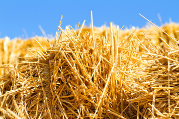 A close up view of a bundle of yellow straw