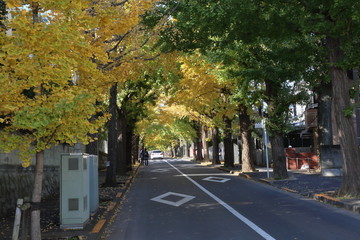 Obraz premium 秋の銀杏並木道