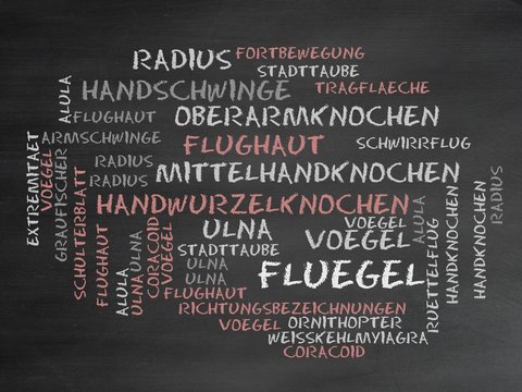 Fl&uuml;gel (Vogel)