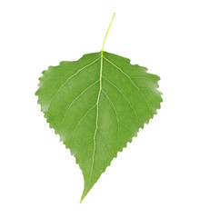 Green leaf, isolated on white