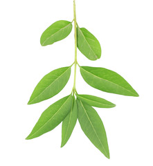 Green leaves, isolated on white