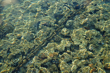 View of coral reefs through pure sea water