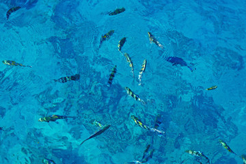 Sea with colorful fish