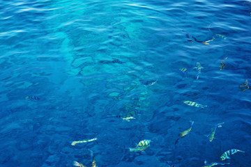 Sea with colorful fish