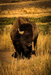 Bison