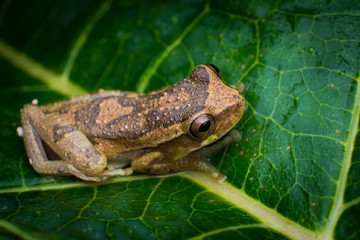 Rana 