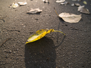 アスファルトの上の落ち葉