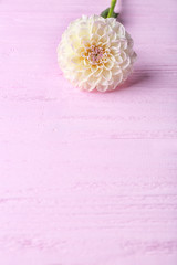 Beautiful dahlia flower on pink wooden background