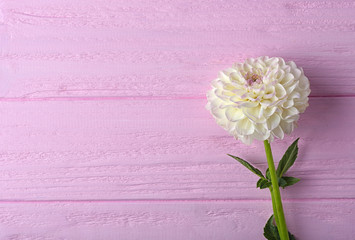 Beautiful dahlia flower on pink wooden background