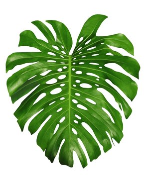 Monstera large unique jungle tropical leaf, Swiss Cheese Plant, isolated on white background