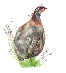 Bird partridge quail watercolor painting illustration isolated on white background - obrazy, fototapety, plakaty