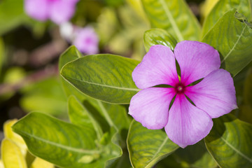 Catharanthus Roseus Flowers, Rosy Periwinkle