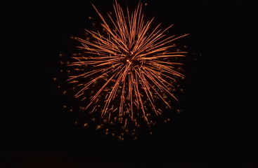 firework bloom on sky in the night