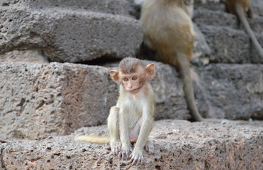 baby long tail macaque sitting on rock in ancient pagoda Thailand
