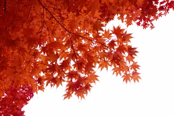 Papier Peint photo Lavable Arbres Japanese Red Autumn maple tree leaves (Acer palmatum) Isolated o