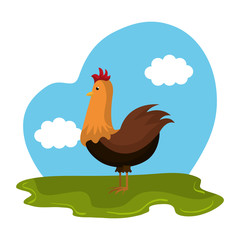 chicken animal farm in the field vector illustration design