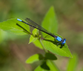 Blue-fronted Dancer