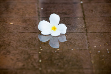 Fototapeta na wymiar Plumeria flowers on the wet floor with reflection