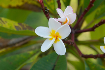 Plumeria Vintage Tone on the  tree, frangipani tropical flowers