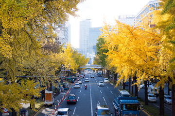 イチョウ並木　桜通
