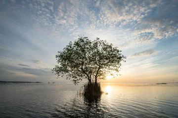 Foto op Canvas The tree on ocean © chirawan_nt
