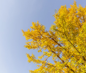 Fototapeta premium Beautiful Colorful Autumn Leaves