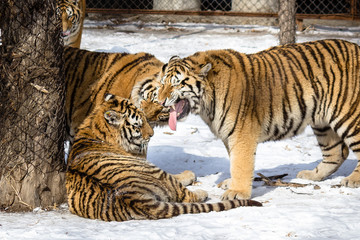 Fototapeta na wymiar Siberian Tiger in Harbin, China. 