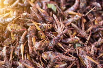 Fried Insect street food of Thailand
