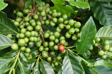 Coffee beans ripening on a tree.