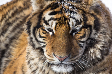 Siberian Tiger in Harbin, China