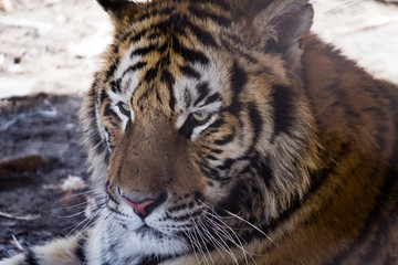 Siberian Tiger Park, Harbin, China. Harbin Siberian Tiger park is the largest one in the world.