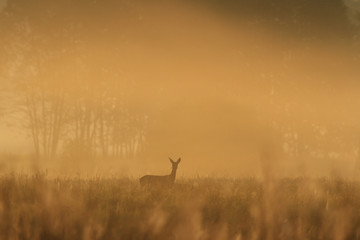 Fototapeta na wymiar roe deer in wild scenery