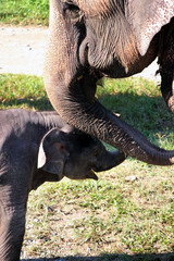 Elephant with baby.