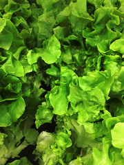 Close up Green Oak, lettuce high quality