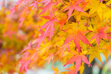 Naklejka na ściany i meble Beautiful Colorful Autumn Leaves