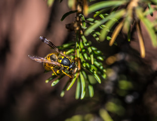 Wasp on a pine branch close up