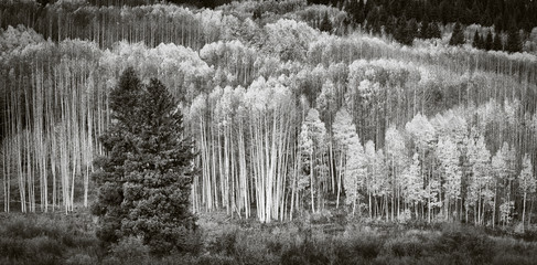 Aspens and Pines in Autumn In Black and White