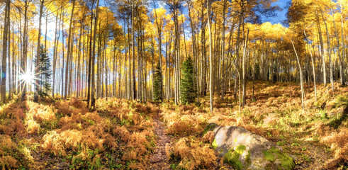 Aspen Grove in Fall Colors