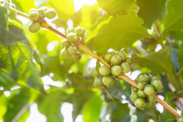 Green coffee beans on stem with sun set.