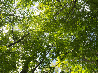 北海道風景　森の中
