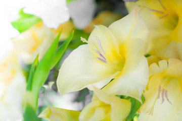 Fototapeta premium Beautiful flowers for valentines and wedding scene