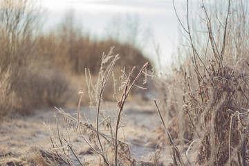 Frozen leaves and icy branches, amazing winter background with bushes