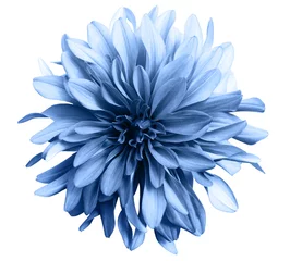 Poster light blue flower on a white  background isolated  with clipping path. Closeup. big shaggy  flower. for design.  Dahlia. © nadezhda F