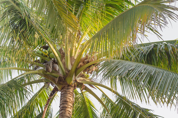 Fototapeta premium Sweet Coconut tree close-up