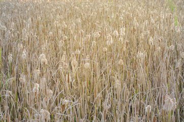 Typha angustifolia In the field of nature