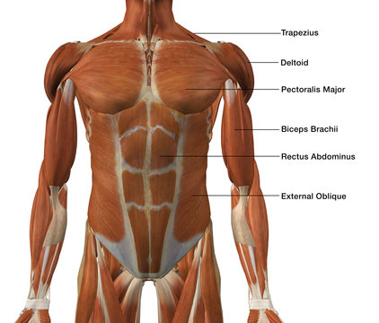 Male Front Torso Muscle Chart