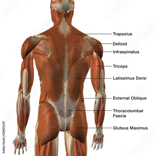 Back Muscles Chart Muscles Of The Back Teachmeanatomy The Superficial Back Muscles Are The Muscles Found Just Under The Skin Unas Decoradas