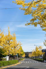 道路沿いの黄葉しているイチョウ並木 9