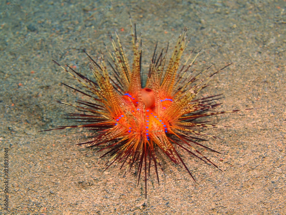 Wall mural sea urchin